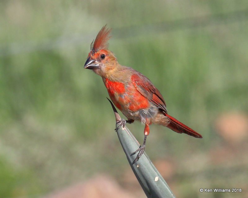 Northrn Cardinal immature male, Portal, AZ, 8-19-18, Jpa_1233.jpg