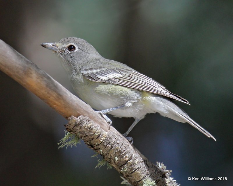 Plumbeous Vireo, Mt Lemmon, AZ, 8-29-18, Jpa_87425.jpg