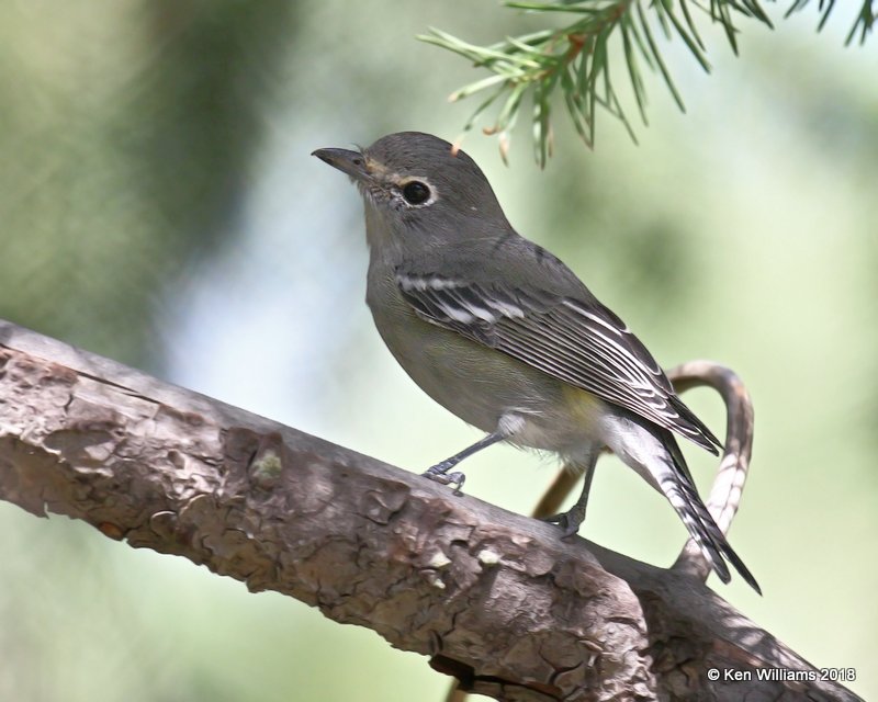 Plumbeous Vireo, Mt Lemmon, AZ, 8-29-18, Jpa_87439.jpg