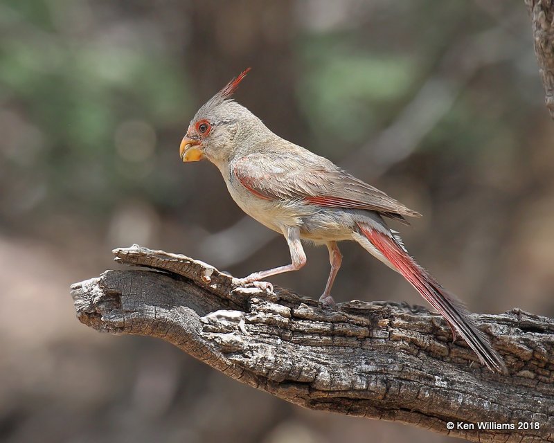 Pyrrhuloxia female, Portal, AZ, 8-17-18,  Jpa_81164.jpg