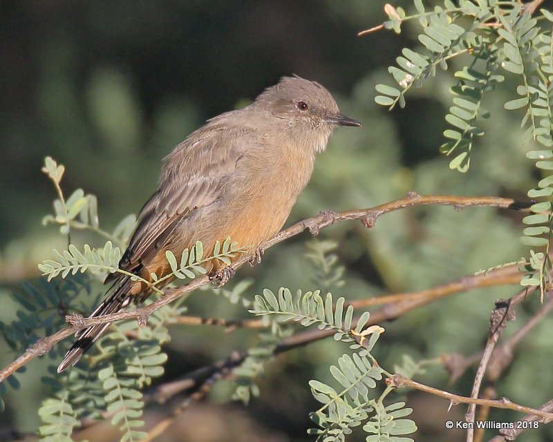 Say's Phoebe, Patagonia, AZ, 8-25-18, Jpa_84805.jpg