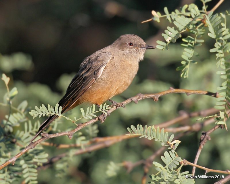 Say's Phoebe, Patagonia, AZ, 8-25-18, Jpa_84826.jpg