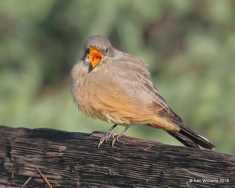 Say's Phoebe, Patagonia, AZ, 8-25-18, Jpa_84845.jpg