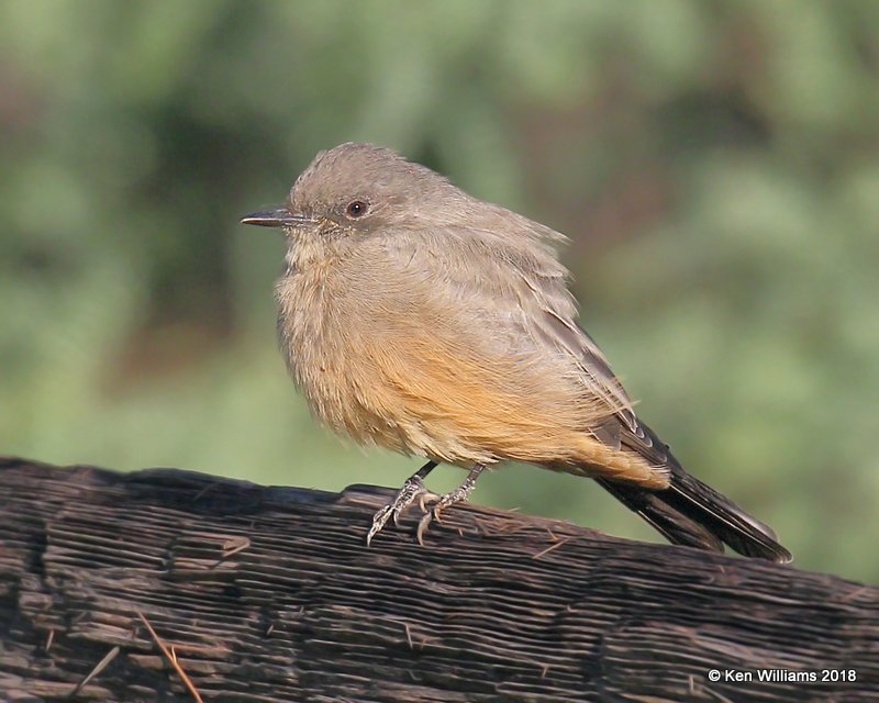 Say's Phoebe, Patagonia, AZ, 8-25-18, Jpa_84848.jpg