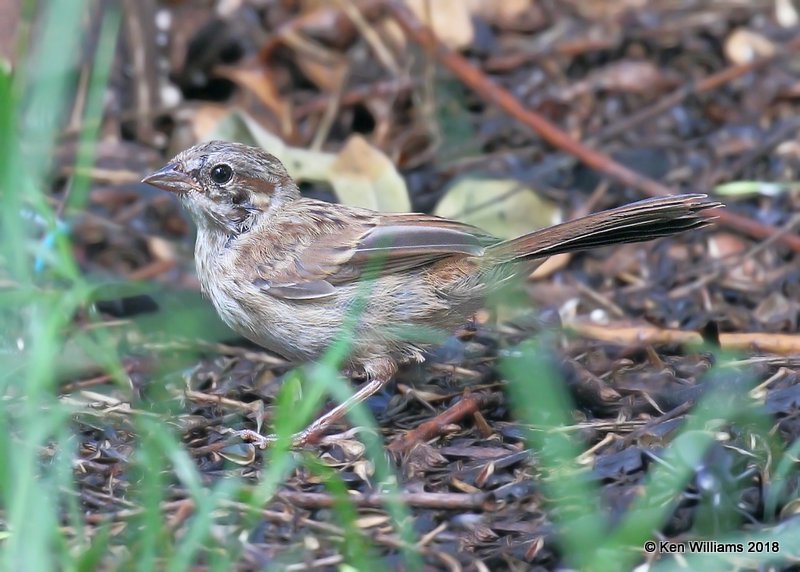 Song Sparrow - Southwest variety juvenile, Patagonia, AZ, 8-25-18, Jpa_85365.jpg