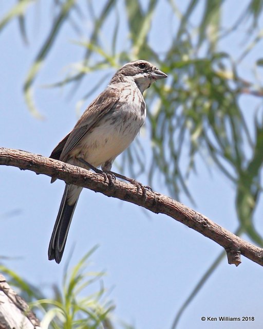 Black-throated Sparrow juvenile, Portal, AZ, 8-17-18,  Jpa_81041.jpg