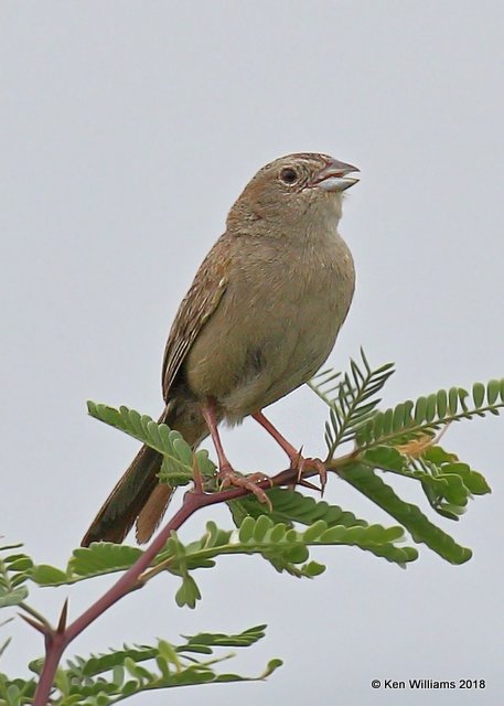 Botteri's Sparrow, Sonoita, AZ, 8-24-18, Jpa_84588.jpg