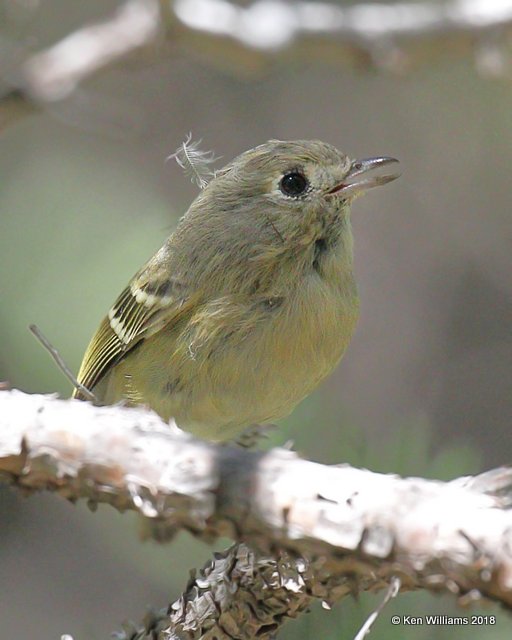 Hutton's Vireo, Madera Cyn, AZ, 8-27-18, Jp_86590.jpg