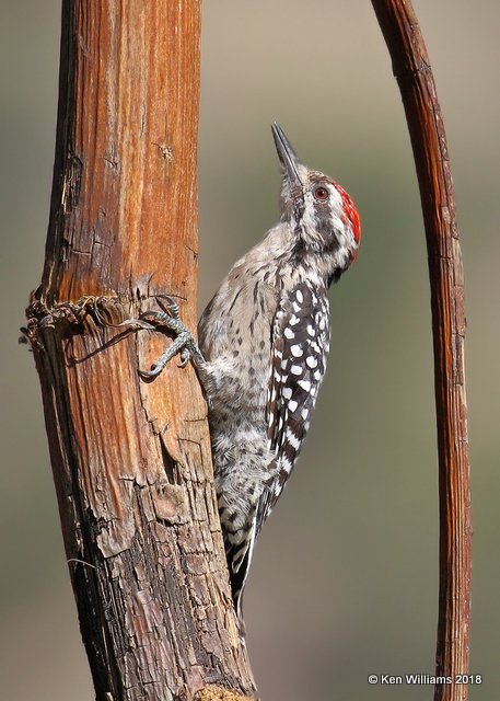 Ladder-backed Woodpecker male, Portal, AZ, 8-17-18, Jpa_81648.jpg
