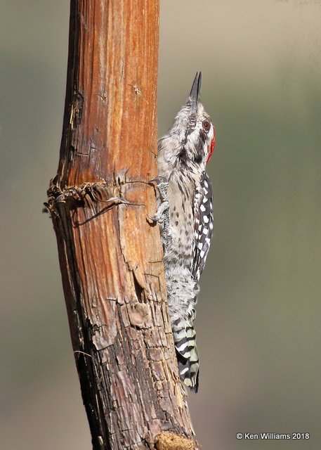 Ladder-backed Woodpecker male, Portal, AZ, 8-17-18, Jpa_81650.jpg