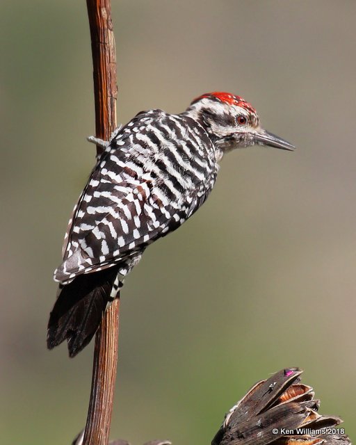 Ladder-backed Woodpecker male, Portal, AZ, 8-17-18, Jpa_81653.jpg