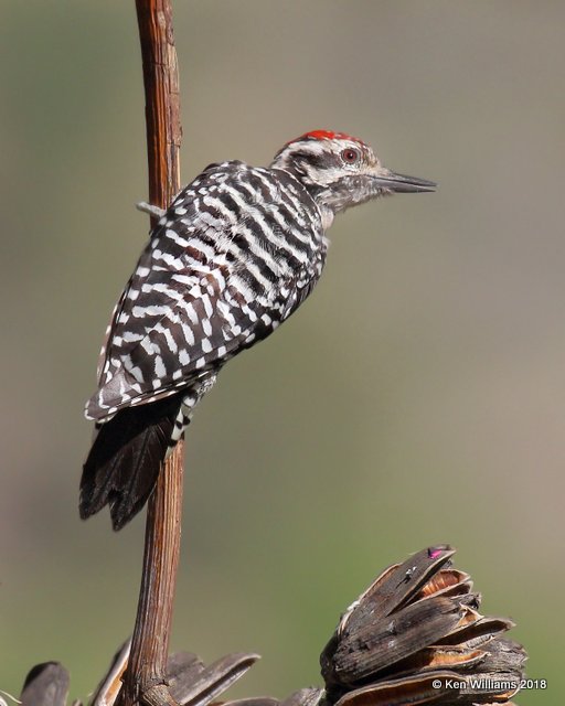 Ladder-backed Woodpecker male, Portal, AZ, 8-17-18, Jpa_81654.jpg
