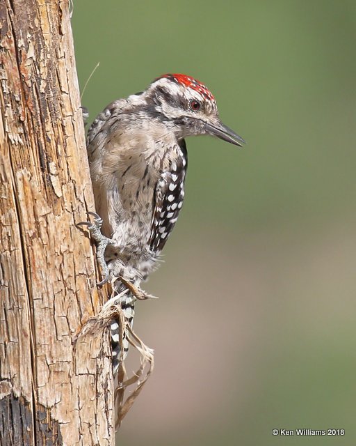 Ladder-backed Woodpecker male, Portal, AZ, 8-17-18, Jpa_81656.jpg