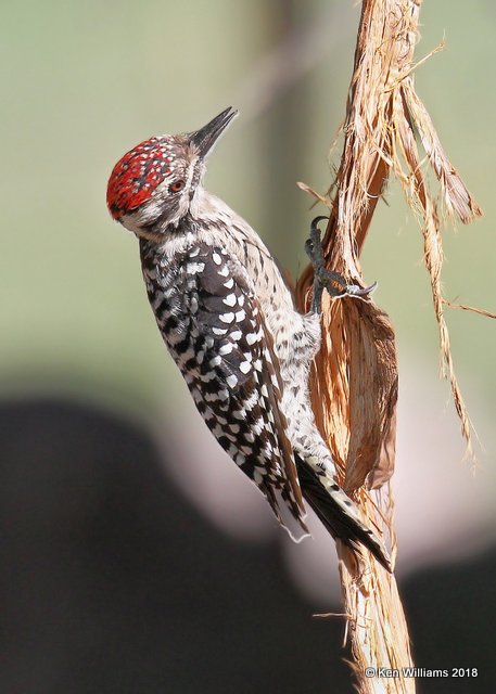 Ladder-backed Woodpecker male, Portal, AZ, 8-17-18, Jpa_81658.jpg