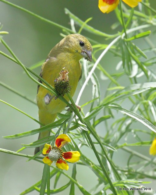 Lesser Goldfinch female, Western subspecies, Patagonia, AZ, 8-25-18, Jpa_85476.jpg