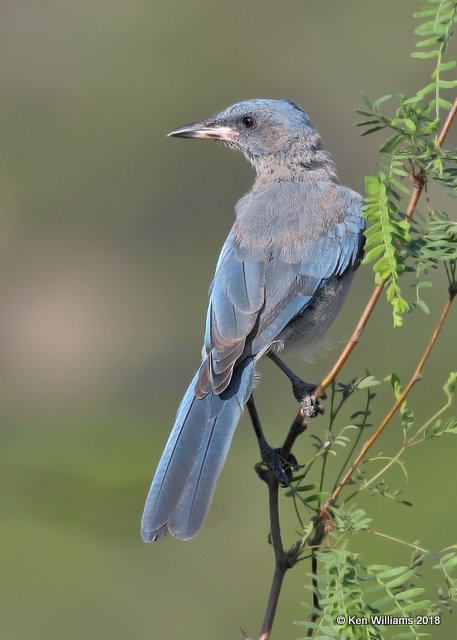 Mexican Jay 1st year, Portal, AZ, 8-18-18, Jpa_9781.jpg