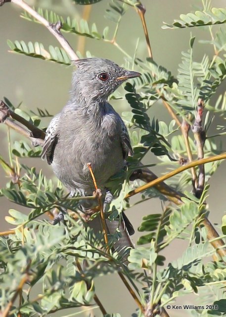 Phainopepla female, Mt Lemmon, AZ, 8-29-18, Jpa_87138.jpg