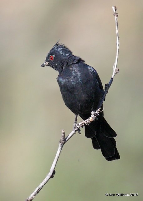 Phainopepla male, Mt Lemmon, AZ, 8-29-18, Jpa_87140.jpg