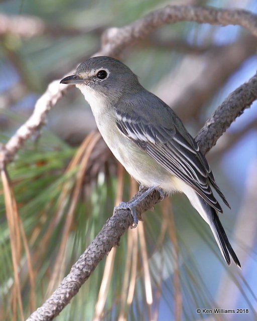 Plumbeous Vireo, Mt Lemmon, AZ, 8-29-18, Jpa_87408.jpg