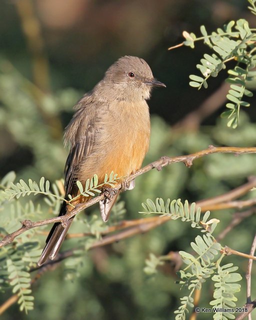 Say's Phoebe, Patagonia, AZ, 8-25-18, Jpa_84823.jpg