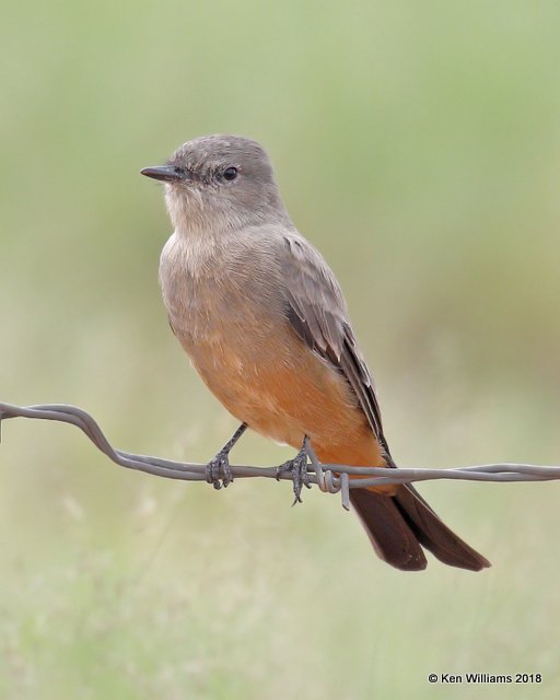 Say's Phoebe, Sierra Vista, AZ, 8-21-18, Jpa_82612.jpg