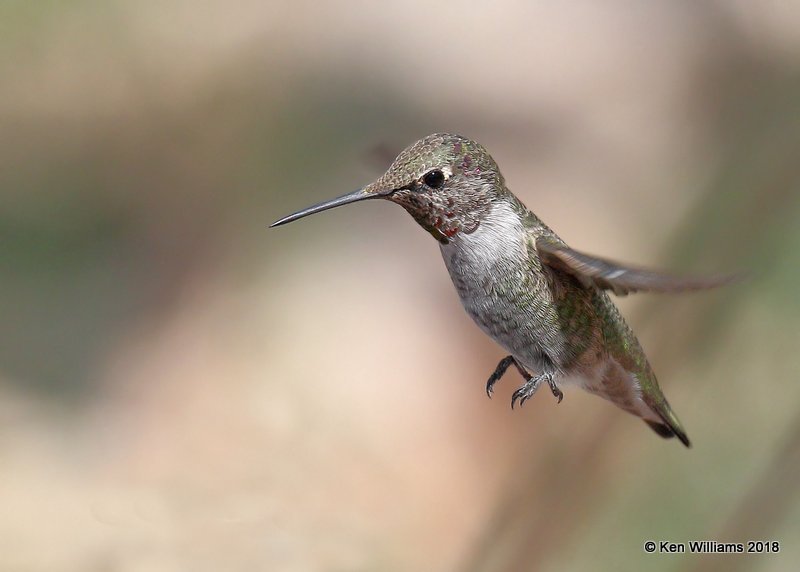 Anna's Hummingbird Immature male, Ash Canyon, AZ, 8-23-18, Jpa_83997.jpg