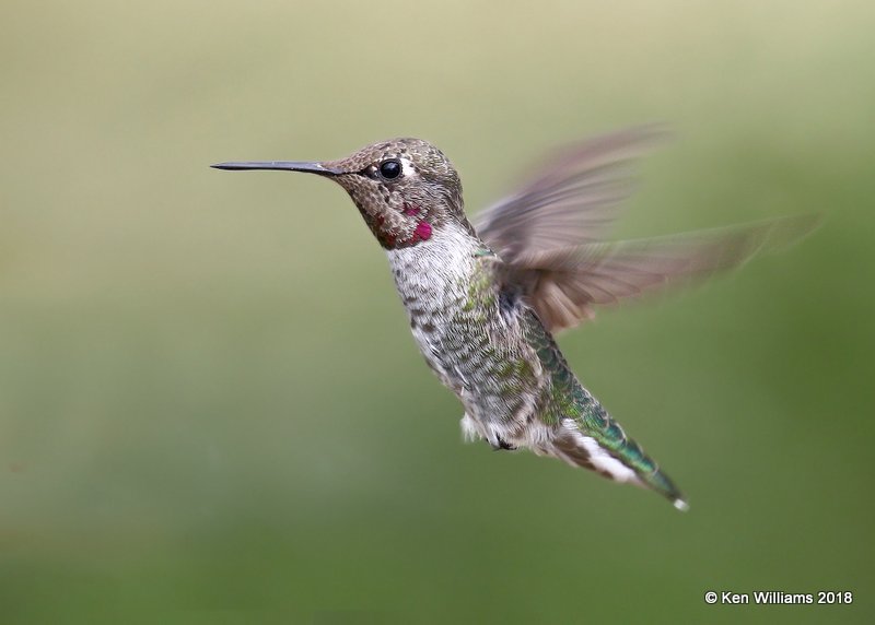 Anna's Hummingbird Immature male, Ash Canyon, AZ, 8-23-18, Jpa_84397.jpg