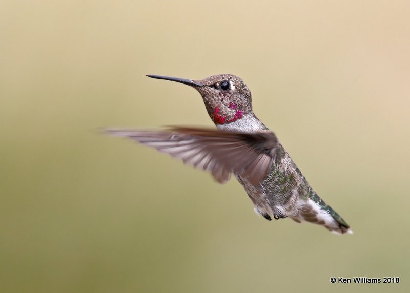 Anna's Hummingbird immature male, Ash Canyon, AZ, 8-23-18, Jpa_84408.jpg