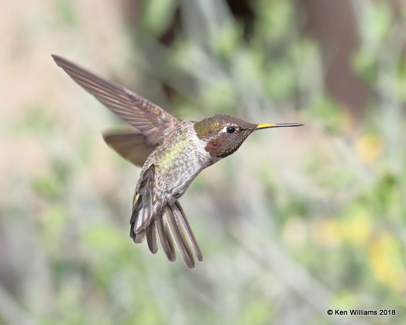 Anna's Hummingbird male, Ash Canyon, AZ, 8-23-18, Jpa_83515.jpg