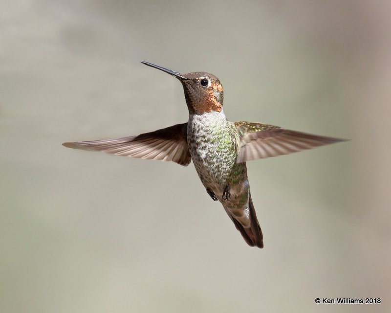 Anna's Hummingbird male, Portal, AZ, 8-18-18, Jpa_0764.jpg