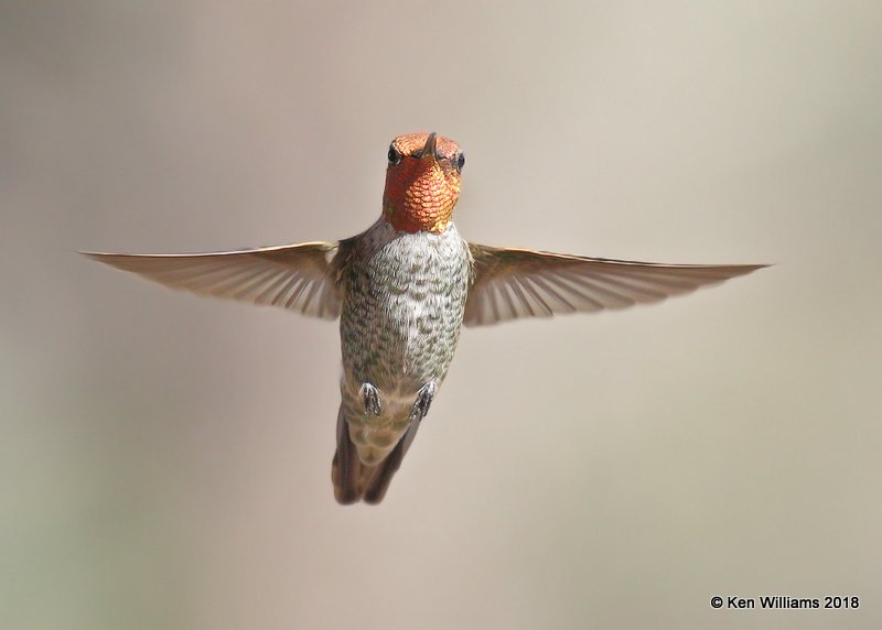 Anna's Hummingbird male, Portal, AZ, 8-18-18, Jpa_0781.jpg