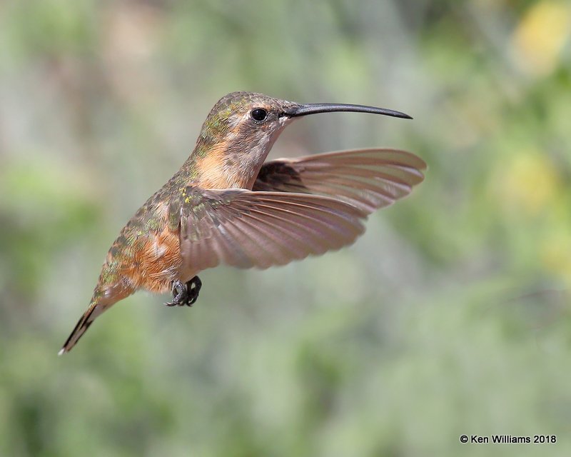 Lucifer Hummingbird female, Ash Canyon, AZ, 8-23-18, Jpa_83907.jpg