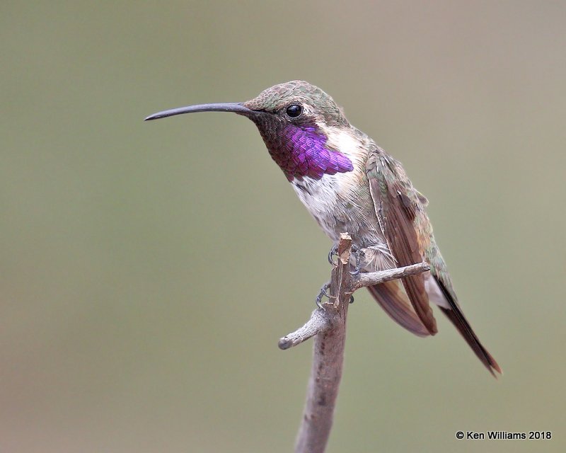 Lucifer Hummingbird male, Ash Canyon, AZ, 8-23-18, Jpa_84266.jpg