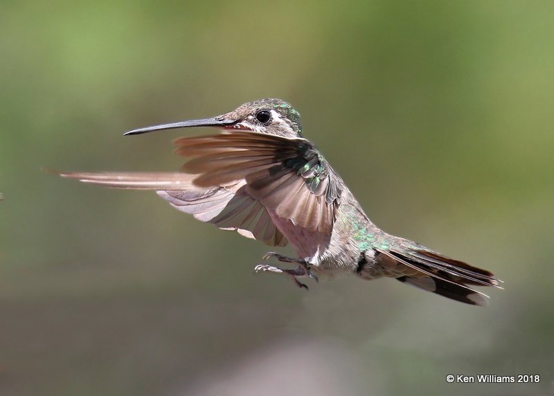 Rivoli's Hummingbird female, Paradise, AZ, 8-19-18, Jpa_1959.jpg