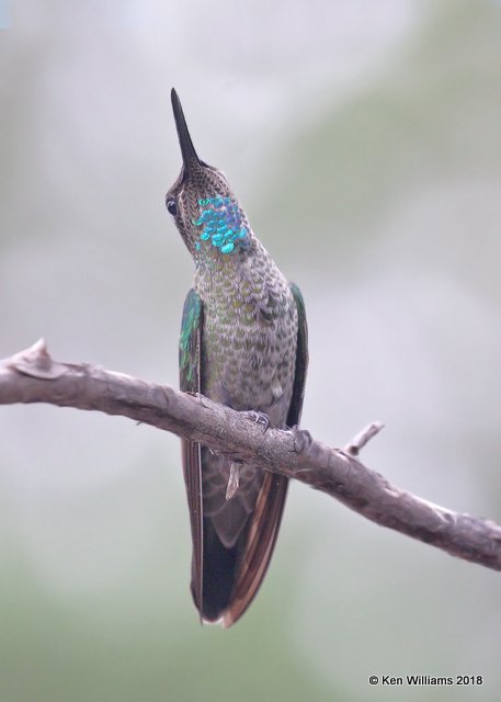 Rivoli's Hummingbird immature male, Paradise, AZ, 8-20-18, Jpa_3212.jpg
