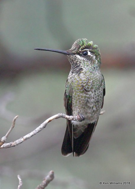 Rivoli's Hummingbird immature male, Paradise, AZ, 8-20-18, Jpa_3280.jpg