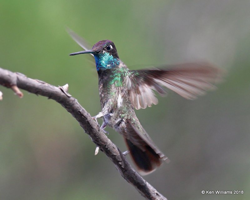 Rivoli's Hummingbird male, Paradise, AZ, 8-19-18, Jpa_2203.jpg