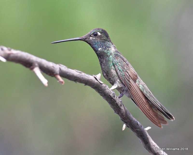 Rivoli's Hummingbird male, Paradise, AZ, 8-19-18, Jpa_2204.jpg
