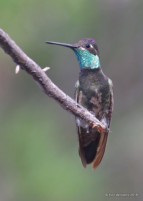 Rivoli's Hummingbird male, Paradise, AZ, 8-19-18, Jpa_2207.jpg