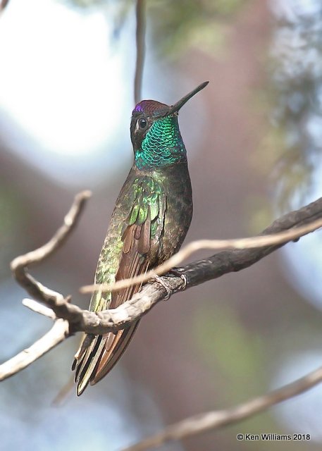 Rivoli's Hummingbird male, Paradise, AZ, 8-19-18, Jpa_2332.jpg