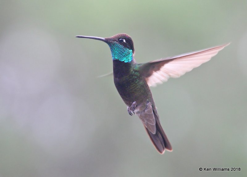 Rivoli's Hummingbird male, Paradise, AZ, 8-19-18, Jpa_3317.jpg