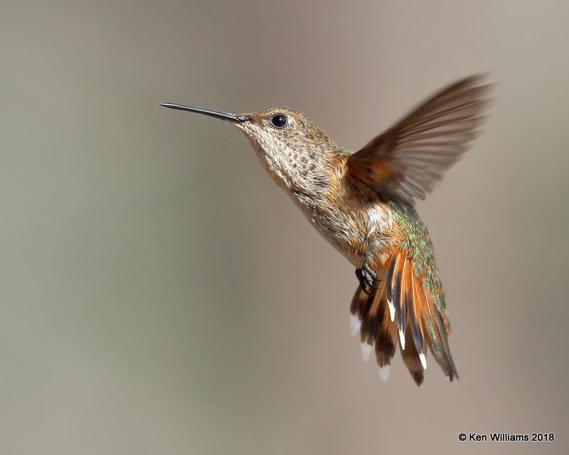 Rufous Hummingbird female, Portal, AZ, 8-17-18,  Jpa_81730.jpg