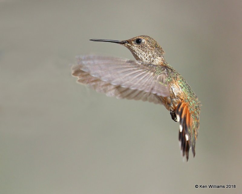 Rufous Hummingbird female, Portal, AZ, 8-17-18,  Jpa_81734.jpg