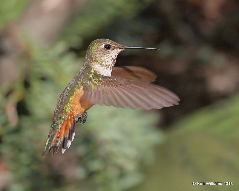 Rufous Hummingbird female, Portal, AZ, 8-17-18,  Jpa_81973.jpg