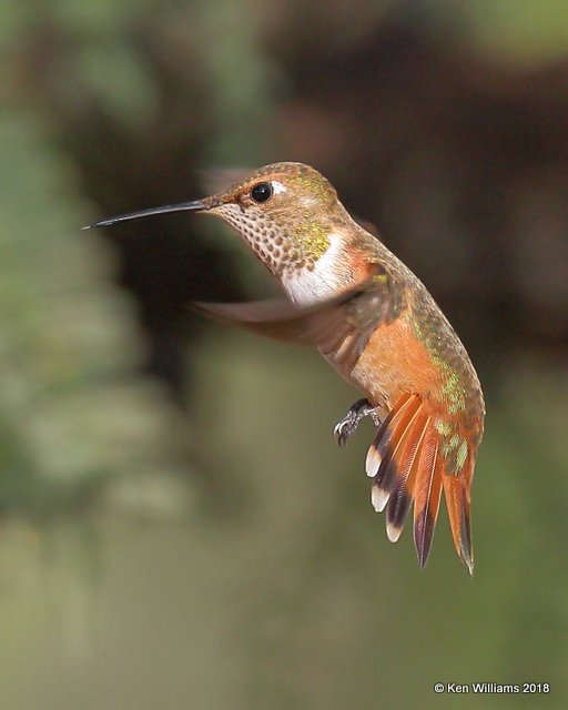 Rufous Hummingbird female, Portal, AZ, 8-17-18,  Jpa_82105.jpg