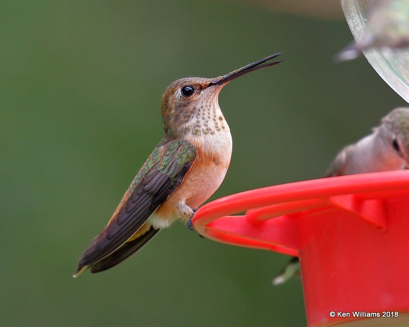 Rufous Hummingbird female, Portal, AZ, 8-18-18, Jpa_0176.jpg