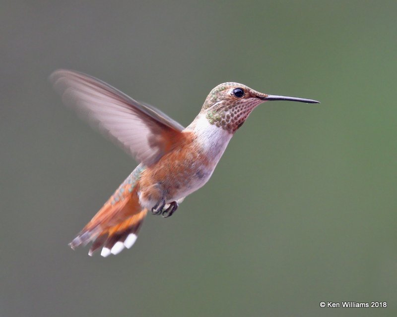 Rufous Hummingbird immature male, Paradise, AZ, 8-20-18, Jpa_3362.jpg