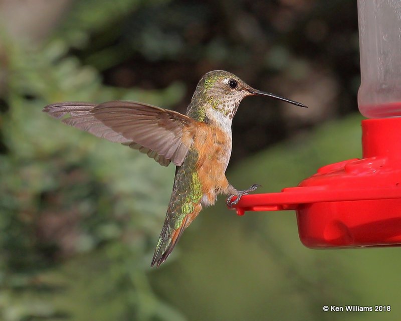 Rufous Hummingbird immature male, Portal, AZ, 8-17-18,  Jpa_81975.jpg