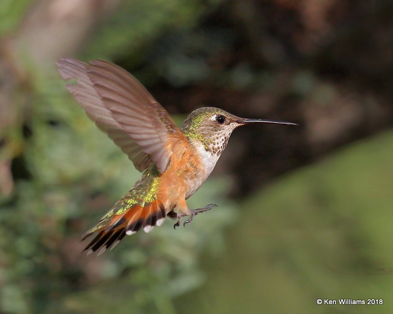 Rufous Hummingbird immature male, Portal, AZ, 8-17-18, Jpa_81974.jpg