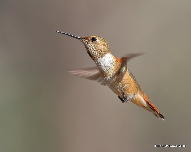 Rufous Hummingbird immature male, Portal, AZ, 8-18-18, Jpa_0831.jpg